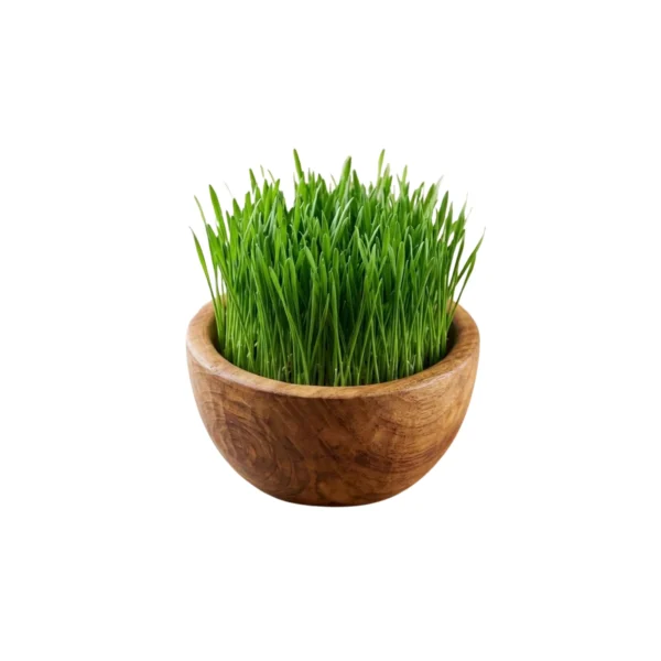 Organic Wheatgrass