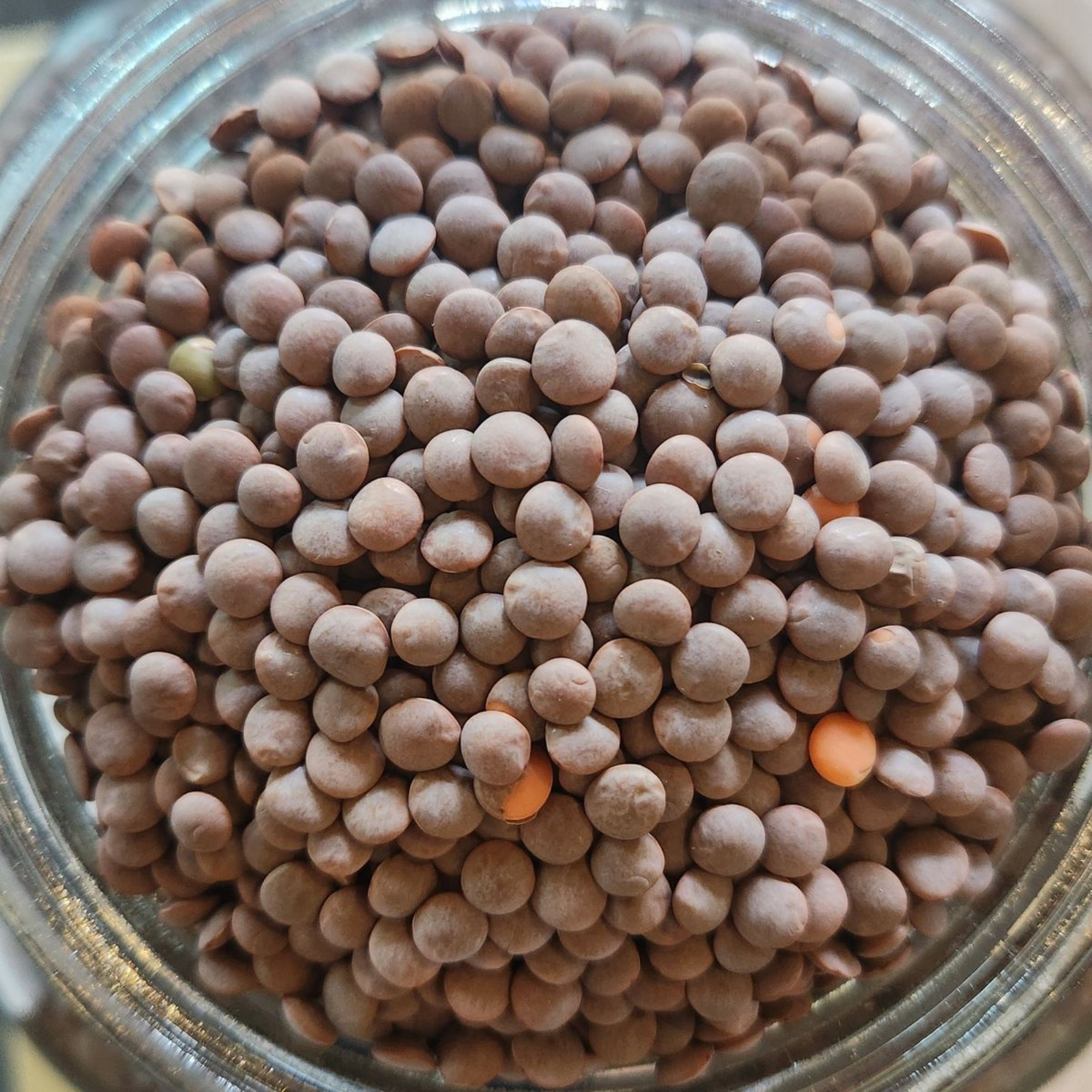 Organic Masoor Whole / Masoor Brown / Lentil