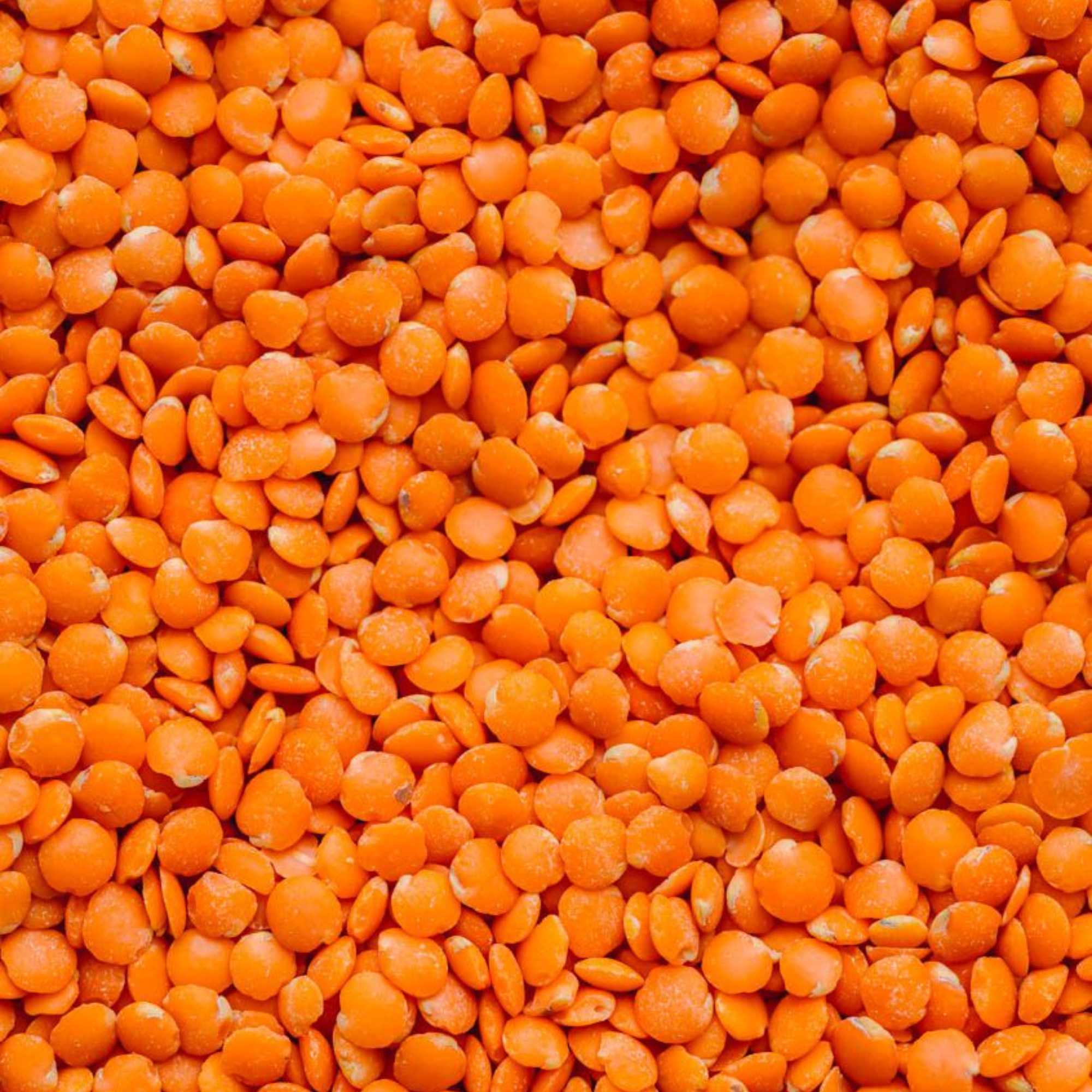 Organic Masoor Malka / Masoor Gota / Red Lentil