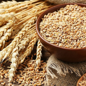 Organic Wheat Sharbati