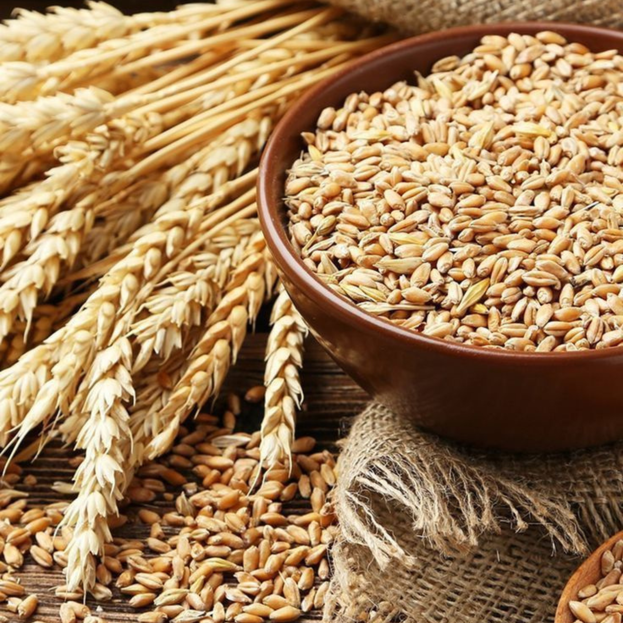 Organic Wheat Sharbati