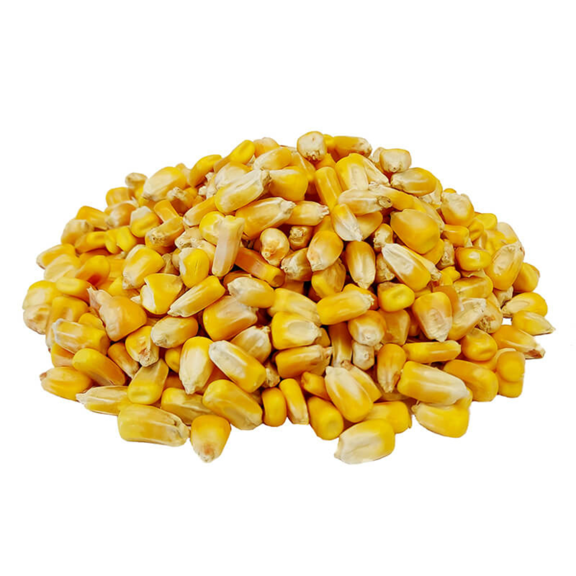Organic Maize / Corn / Makka