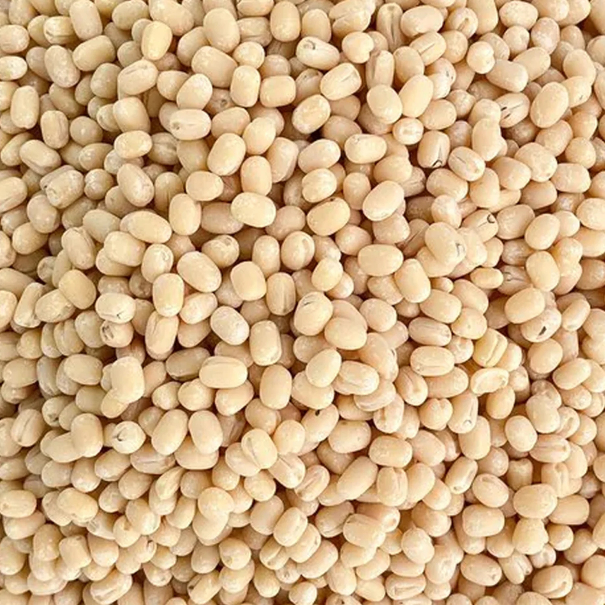 Organic Urad White Gota (Black Gram Whole Dehusked)